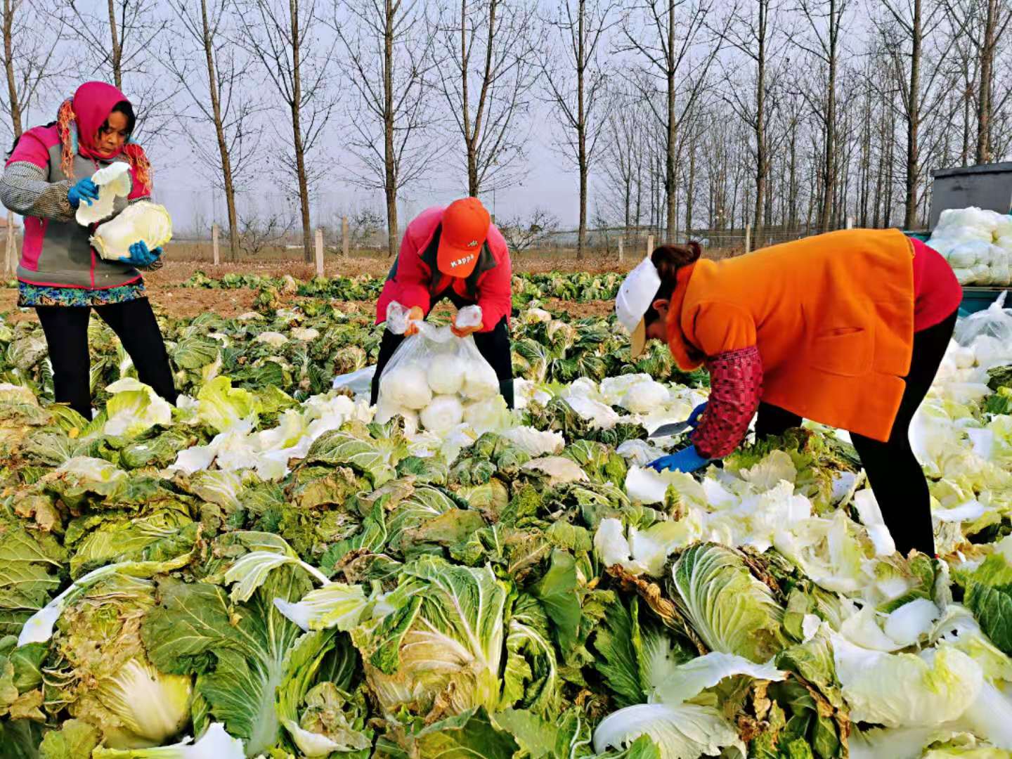 这就是山东:这里不止是葱高,还有入口入诗入相思的“胶大”