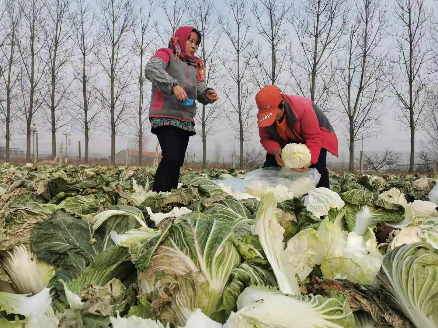 这就是山东:这里不止是葱高,还有入口入诗入相思的“胶大”