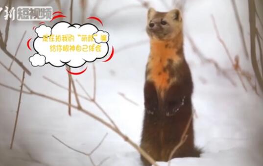 萌爆!延边发现野生紫貂本尊出现了 网友:飘了,竟想养一只