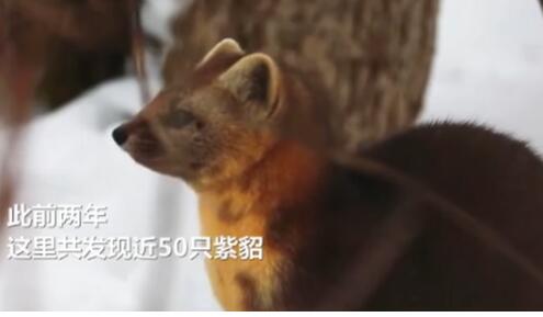 萌爆!延边发现野生紫貂本尊出现了 网友:飘了,竟想养一只