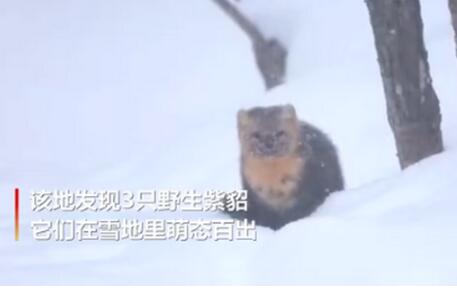 萌爆!延边发现野生紫貂本尊出现了 网友:飘了,竟想养一只