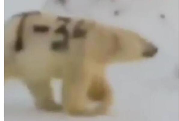 让人气愤!北极熊身上被涂字何人所为?北极熊身上现黑色T-34字样