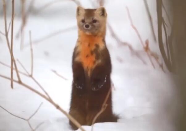 罕见至极!延边发现野生紫貂 机警又可爱在雪地里萌态百出
