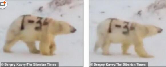 可恶至极!北极熊身上被涂字 黑色标记将使其捕食变得困难