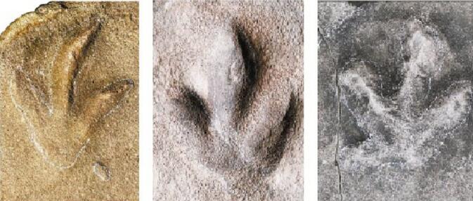 避暑山庄突然变得神秘了!承德惊现恐龙足迹,网友:恐龙也需要避暑?