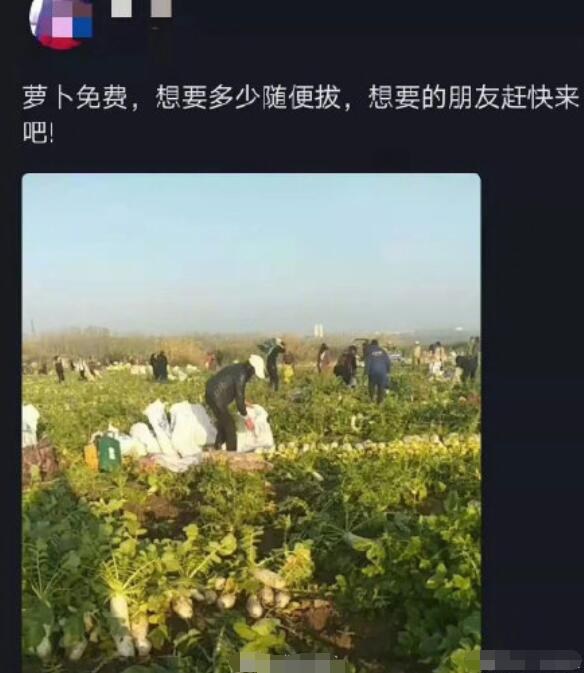 老农200亩萝卜被拔光，还有人菜地直播，谁拔光的，怎么处理？