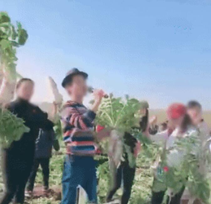 老农200亩萝卜被拔光，还有人菜地直播，谁拔光的，怎么处理？