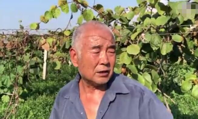 老农200亩萝卜被拔光，还有人菜地直播，谁拔光的，怎么处理？