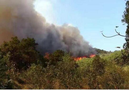 最新!佛山山火得到控制：火势已拦截在茶地水库附近，无人员伤亡