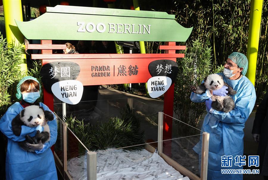 在德出生大熊猫双胞胎命名为“梦想”“梦圆”