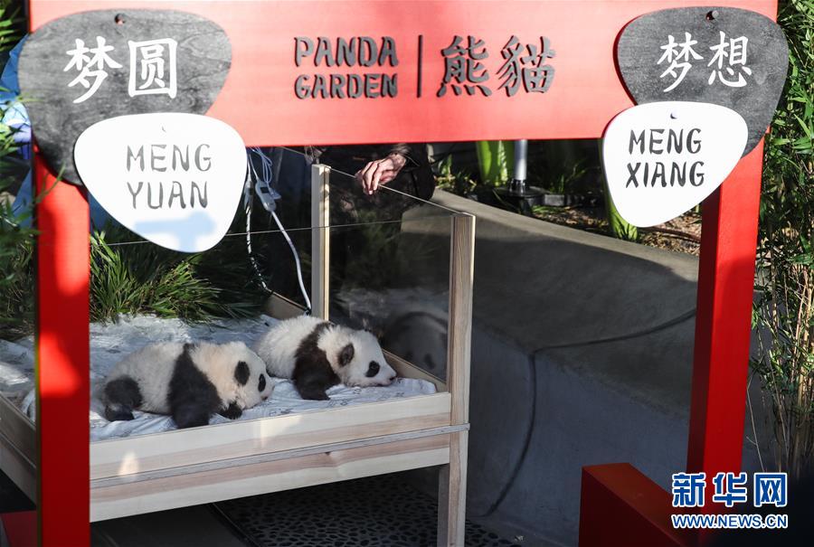 在德出生大熊猫双胞胎命名为“梦想”“梦圆”