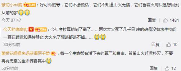 两千只考拉或被山火烧死，背后真相让人痛心