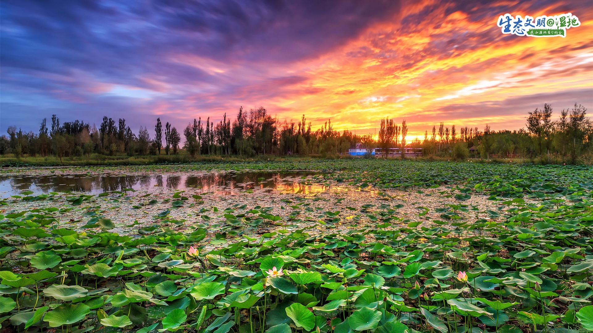 【生态文明@湿地】甘肃湿地绘丹青