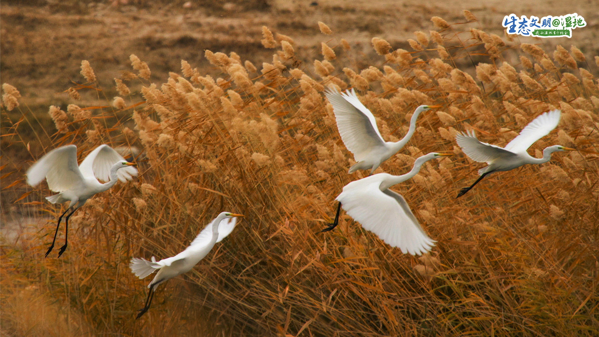 【生态文明@湿地】甘肃湿地绘丹青