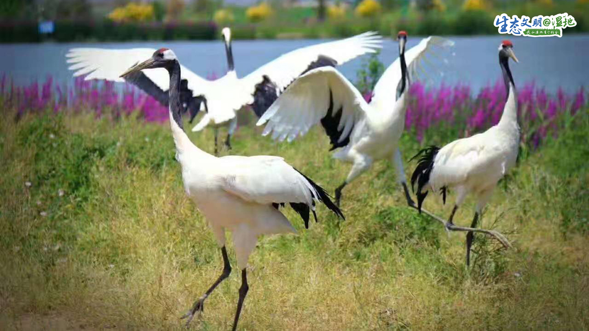 【生态文明@湿地】甘肃湿地绘丹青