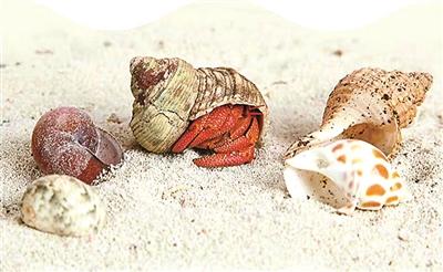 冷门宠物成网红 这届年轻人愿为个性买单