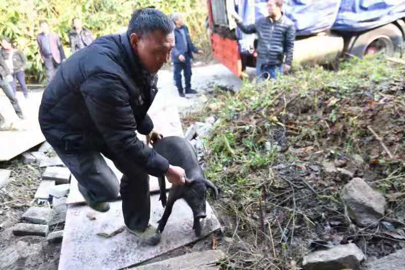 济南报业集团携手企业赠送百头猪仔 小小黑猪千里扶贫湘西农户“钱”景可期
