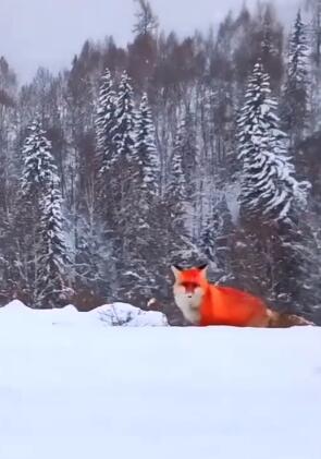 【视频】红色精灵!野生红狐现身黑龙江大兴安岭 与人对视神态自若