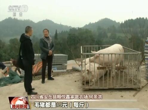 猪肉保供稳价成效如何?记者深入调研生猪养殖现状