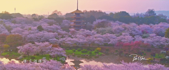 20万大奖!这部关于武汉的网红大片,火遍全球