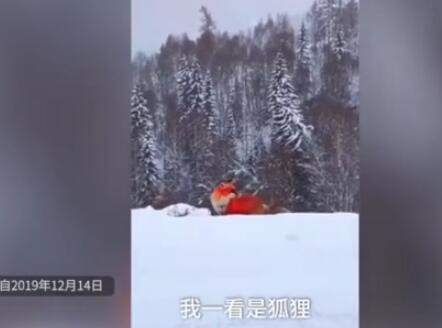 大跌眼镜！大兴安岭野生红狐系调色 火狐狸由后期美颜炮制