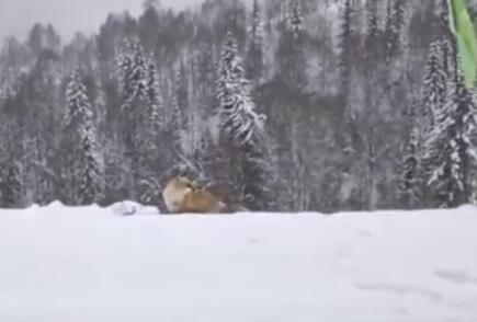 大跌眼镜！大兴安岭野生红狐系调色 火狐狸由后期美颜炮制