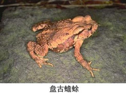 悲剧!误食盘古蟾蜍中毒什么情况?盘古蟾蜍长什么样毒性有多大