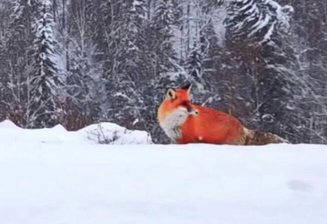 令人大跌眼镜!火狐狸造假者道歉说了什么 原来是普通黄狐狸调色而成