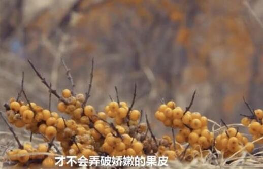 支付宝卖沙棘汁是怎么回事?终于真相了,原来是这样!