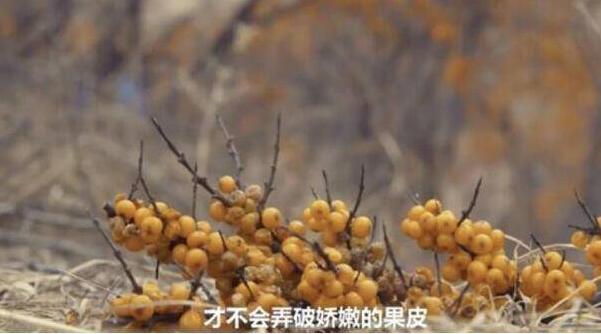 支付宝卖沙棘汁是怎么回事?终于真相了,原来是这样!