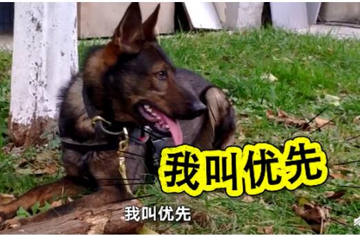 华北第一只燃气嗅探犬上岗 每月伙食费3000元!网友酸了:比我待遇好