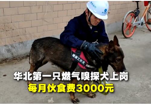 华北第一只燃气嗅探犬上岗 每月伙食费3000元!网友酸了:比我待遇好