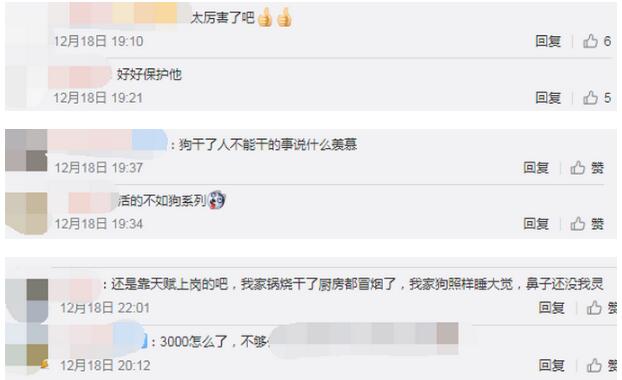 华北第一只燃气嗅探犬上岗 每月伙食费3000元!网友酸了:比我待遇好