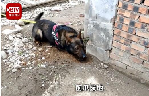华北第一只燃气嗅探犬上岗 每月伙食费3000元!网友酸了:比我待遇好