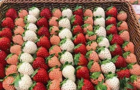 是金蛋吗?日本一颗草莓900 销售对象都是海外富人和精英