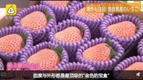 惊呆了！日本天价草莓上市一颗900元，买家却这样说