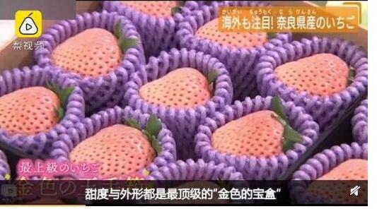 吃不起!日本一颗草莓900元 买家拍走称要拿回去观赏