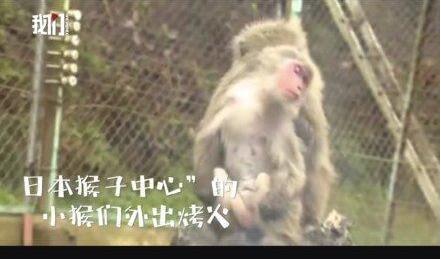 极度舒适！日本猴子集体吃烤地瓜围坐篝火边，像极了冬天怕冷的你