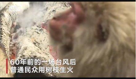 极度舒适！日本猴子集体吃烤地瓜围坐篝火边，像极了冬天怕冷的你