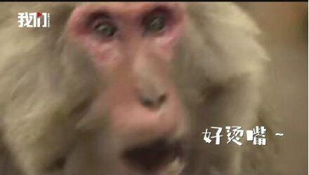 极度舒适！日本猴子集体吃烤地瓜围坐篝火边，像极了冬天怕冷的你