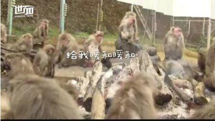 极度舒适！日本猴子集体吃烤地瓜围坐篝火边，像极了冬天怕冷的你