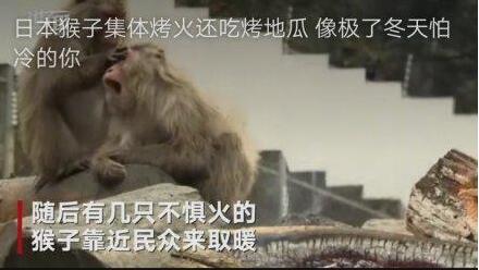 极度舒适！日本猴子集体吃烤地瓜围坐篝火边，像极了冬天怕冷的你