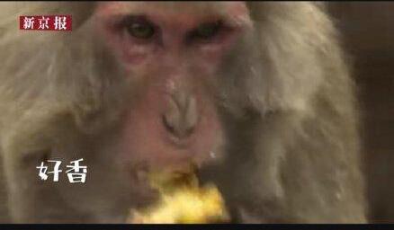极度舒适！日本猴子集体吃烤地瓜围坐篝火边，像极了冬天怕冷的你