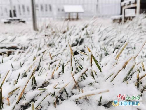 入目皆是美景!庐山下雪啦,这才是冬天该有的亚子