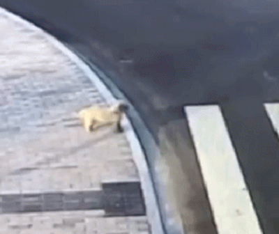 电视剧都不敢这么写！夫妻先后横穿同一条马路被撞飞