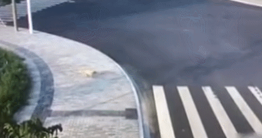 电视剧都不敢这么写！夫妻先后横穿同一条马路被撞飞