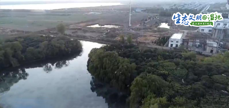 【生态文明@湿地】昔日采煤塌陷区变身生态湿地 7万候鸟聚集