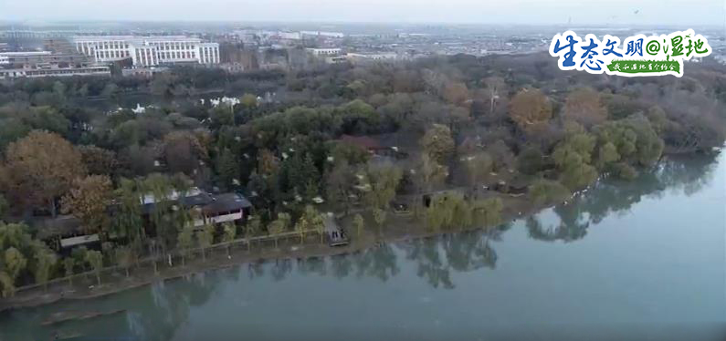 【生态文明@湿地】昔日采煤塌陷区变身生态湿地 7万候鸟聚集