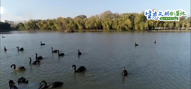 【生态文明@湿地】昔日采煤塌陷区变身生态湿地 7万候鸟聚集