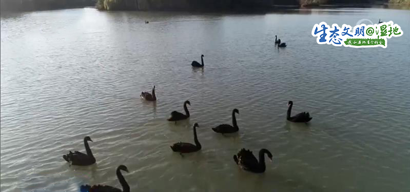 【生态文明@湿地】昔日采煤塌陷区变身生态湿地 7万候鸟聚集